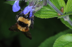 Bombus opifex