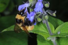 Bombus opifex