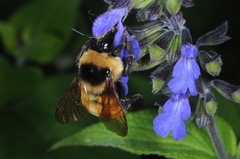Bombus opifex