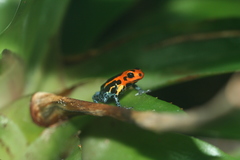 Mimic Poison Frog photo 3