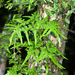 Japanese Climbing Fern - Photo (c) Shipher (士緯) Wu (吳), some rights reserved (CC BY-NC-SA)