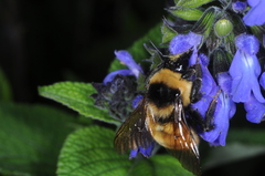 Bombus opifex