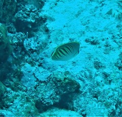 Chaetodon pelewensis