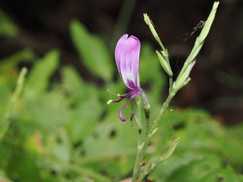 Hypoestes floribunda (Hypoestes floribunda)
