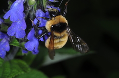 Bombus opifex