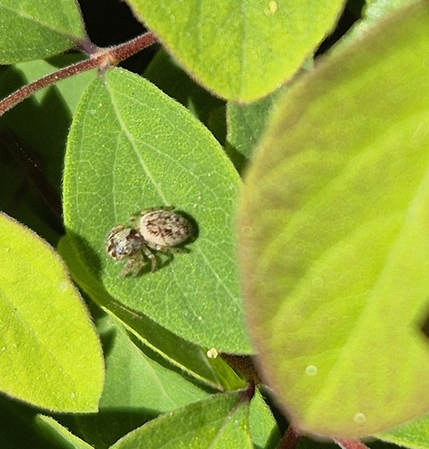 Mile End Jumping Spider, Nieuwegein, Wijkersloot, 3431 GZ Nieuwegein, Nederland, photo 8 of 10
