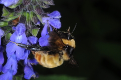 Bombus opifex