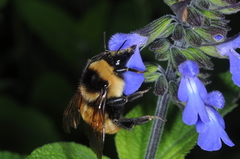 Bombus opifex
