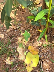 author not stated, no rights reserved Cucumis maderaspatanus, photograph author not stated, no rights reserved