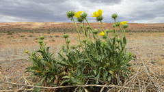 Grindelia chiloensis