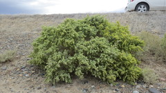 Atriplex lampa