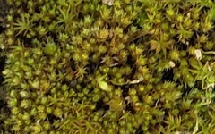 Vinealobryum brachyphyllum