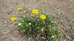 Grindelia chiloensis