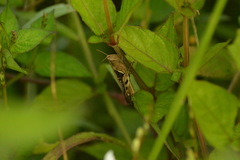 Acrididae