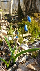 Scilla siberica