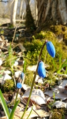 Scilla siberica