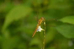 Crocothemis servilia