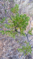 Larrea nitida