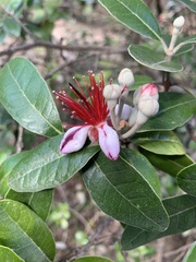 Feijoa sellowiana