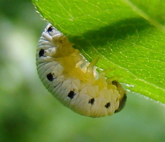 Macrophya phylacida