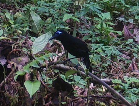 Zeledon's Antbird (Hafferia zeledoni), photo 9