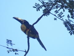 Pteroglossus torquatus