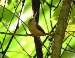 Ramphocaenus melanurus