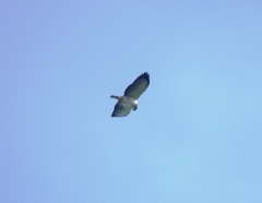 Buteo brachyurus
