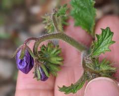 Phacelia parryi