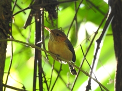 Ramphocaenus melanurus