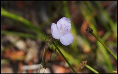 Callisia ornata