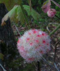 Callirhytis seminator