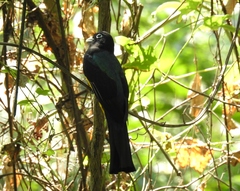 Trogon melanocephalus
