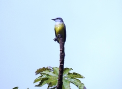 Tyrannus melancholicus