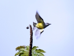 Tyrannus melancholicus