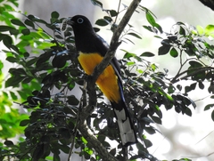 Trogon melanocephalus