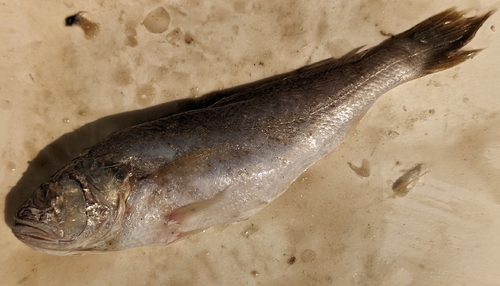 Lesser tigertooth croaker (Otolithes cuvieri) — Sciaenidae — 2