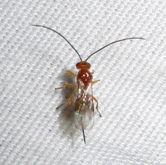 Opiinae