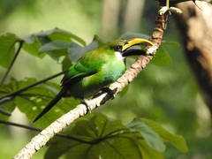 Aulacorhynchus prasinus