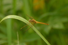 Crocothemis servilia