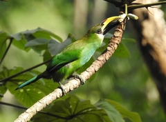 Aulacorhynchus prasinus