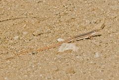 Aspidoscelis uniparens