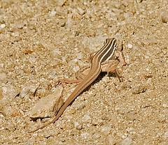 Aspidoscelis uniparens