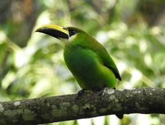 Aulacorhynchus prasinus