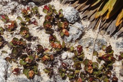 Gaultheria nubicola