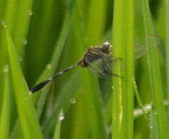 Orthetrum sabina