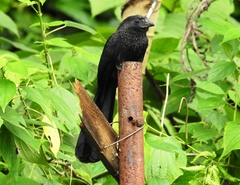 Crotophaga sulcirostris