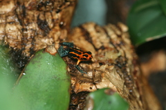 Mimic Poison Frog photo 4