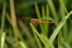Crocothemis servilia