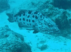 Epinephelus tukula